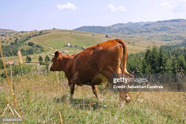 Caw Running 3,102 Running Of Cows Stock Photos, High-Res Pictures, and Images ...