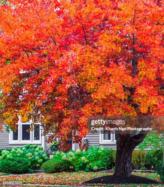 autumn colors in urban area - arce rojo fotografías e imágenes de stock