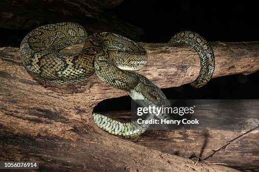 Coastal Carpet Python (Morelia spilota) Coastal Carpet Python (Morelia spilota)