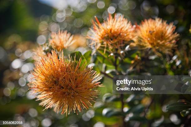 Yellow Ohia Flower And Tree At Amy Greenwell Enthnobotanical Garden In Captain Cook Hawaii High-Res Stock Photo