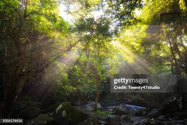 tropical forest scene in morning with sun beam - forest morning sunlight stock-fotos und bilder