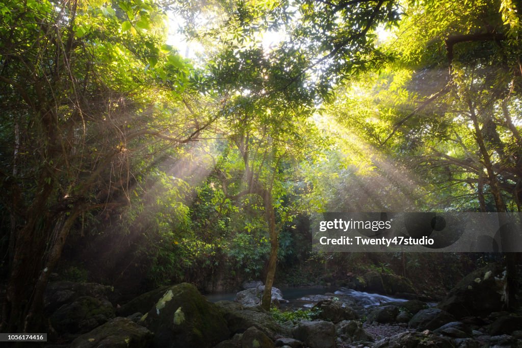 Tropical forest scene in morning with sun beam