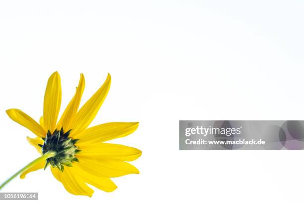 gelbe blume - gelbe blume stock pictures, royalty-free photos & images