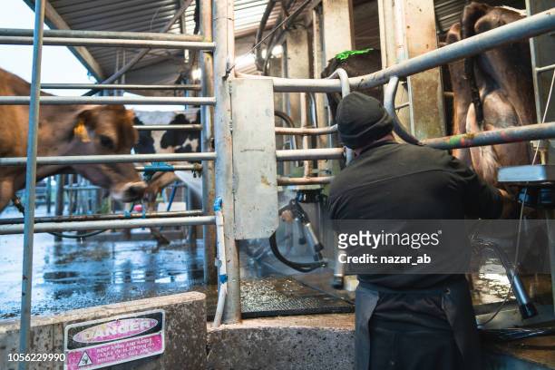 farmer working at dairy farm. - new zealand dairy farm stock pictures, royalty-free photos & images