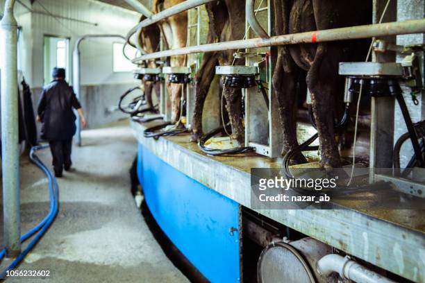 working at dairy farm. - new zealand dairy farm stock pictures, royalty-free photos & images