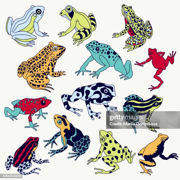 frogs set - frog vector stock illustrations