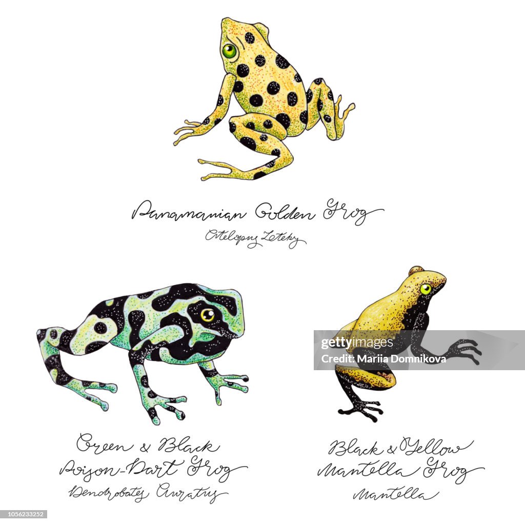 Hand Drawn Frog Set