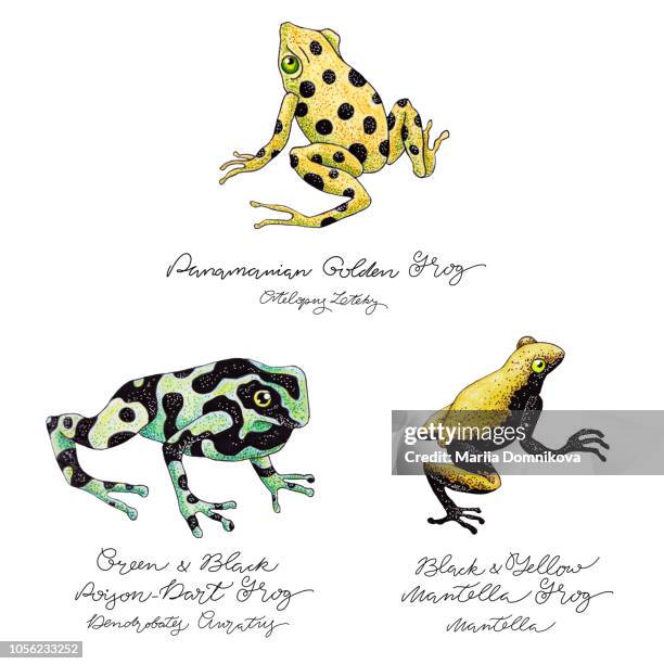 hand drawn frog set - poison dart frog stock illustrations