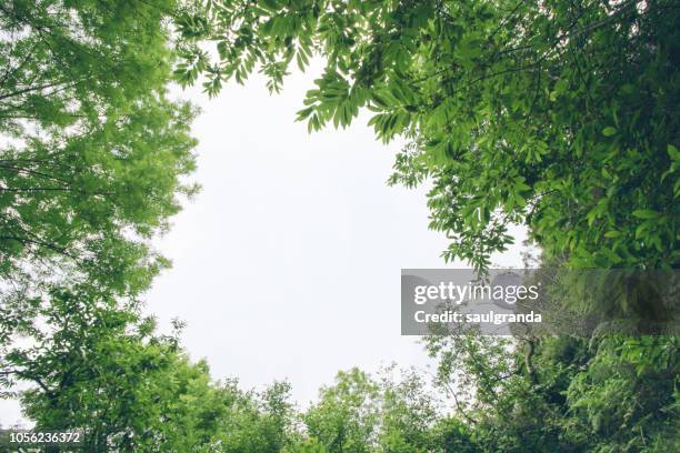 low angle view of chestnut and ash trees against overcast sky - ash tree stock-fotos und bilder