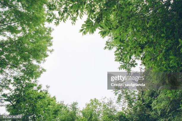 low angle view of chestnut and ash trees against overcast sky - woodland border stock pictures, royalty-free photos & images