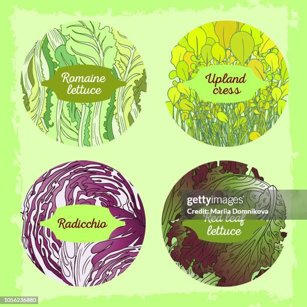 4-mix lettuce set - red leaf lettuce stock illustrations