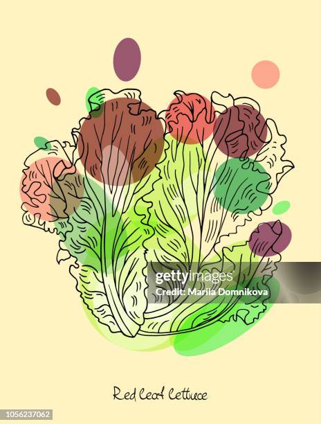 red leaf lettuce - red leaf lettuce stock illustrations