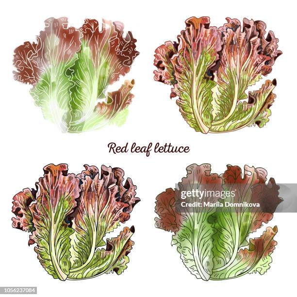 red leaf lettuce - red leaf lettuce stock illustrations