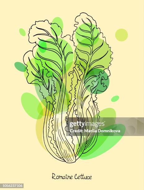romaine lettuce - romaine lettuce leaf stock illustrations