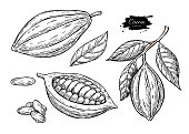 Cocoa vector superfood drawing set.Organic healthy food sketch. Fruit, leaf and bean