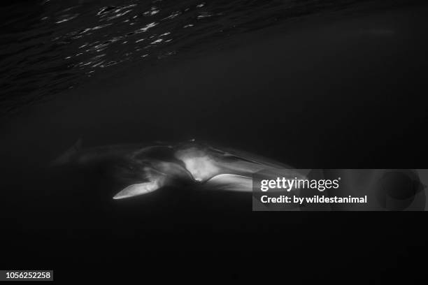 fin whale swimming near the surface, pico island, the azores. - blauwal stock-fotos und bilder