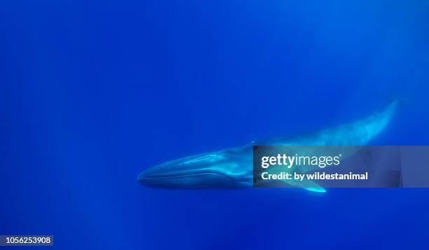 fin whale swimming near the surface, pico island, the azores. - blue whale stock pictures, royalty-free photos & images