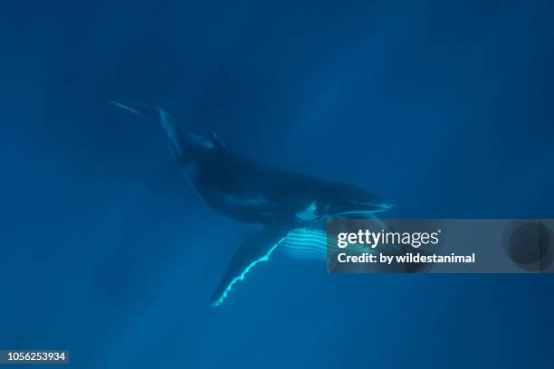 humpback whale feeding, ha'apai islands, tonga. - animal mouth stock pictures, royalty-free photos & images