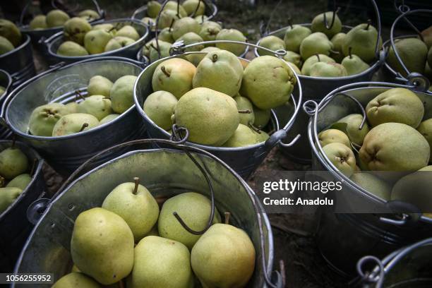 Photo shows buckets of deveci pears in Gursu district of Bursa, Turkey on November 01, 2018.