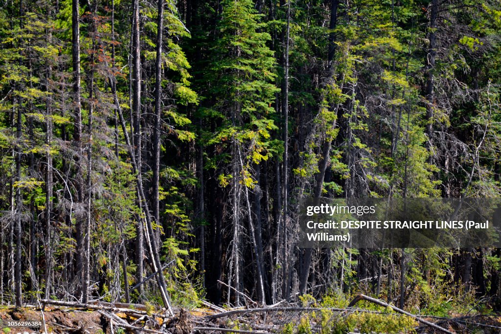 Dease Lake,Cassiar Country of Northern Interior,British Columbia,Canada