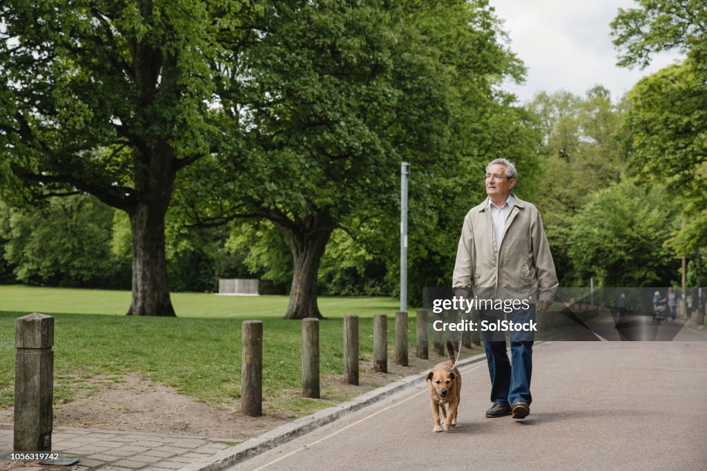 Senior Man Walking Dog in Park