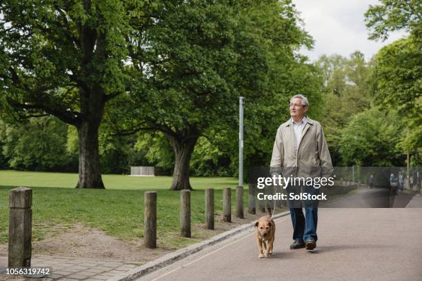 senior man walking dog in park - senior people training imagens e fotografias de stock