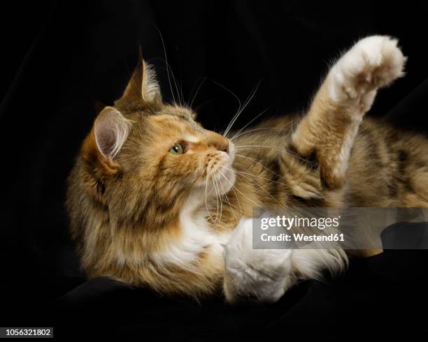 maine coon lying in front of black background reaching out paw - cat reaching stock pictures, royalty-free photos & images