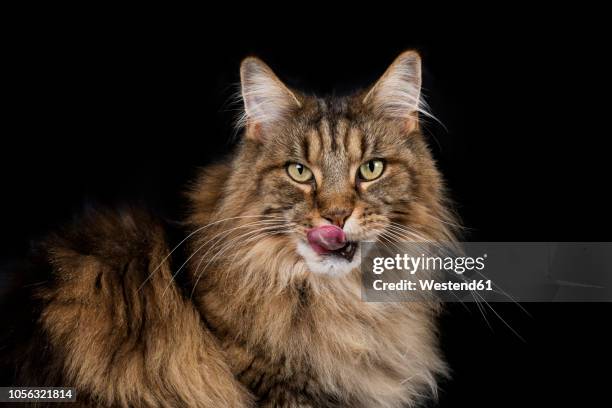 portrait of maine coon in front of black background - maine coon katze stock-fotos und bilder