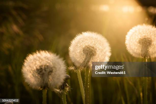 dandelions on meadow in sunlight - italian aster fotografías e imágenes de stock