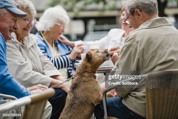 too cute to say no - man offering bread stock pictures, royalty-free photos & images