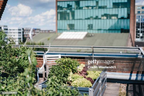 germany, duisburg, urban rooftop garden - urban gardening stock-fotos und bilder