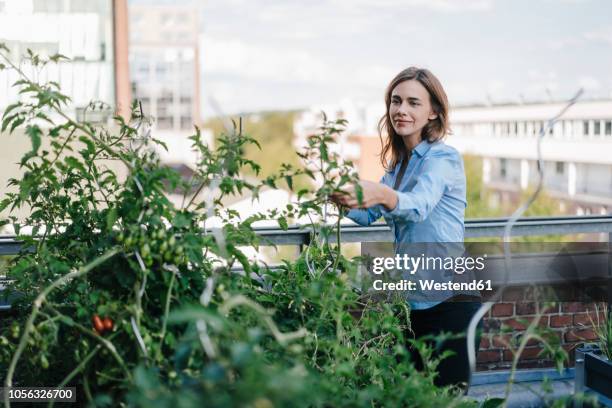 businesswoman cultivating vegetables in his urban rooftop garden - roof garden stock-fotos und bilder