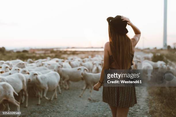 back view of young woman walking in front of flock of sheep - herd stockfoto's en -beelden
