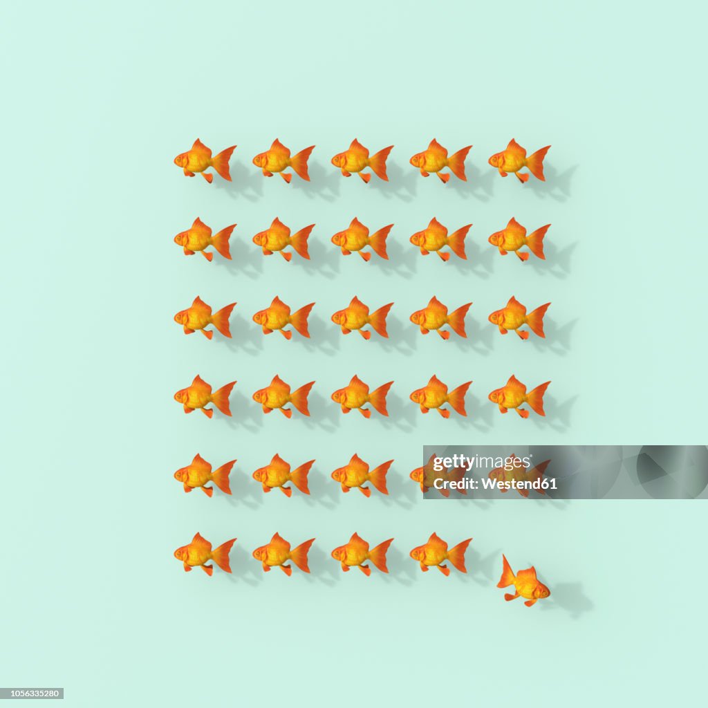 3D rendering, Rows of goldfish on green backgroung with fish leaving the group