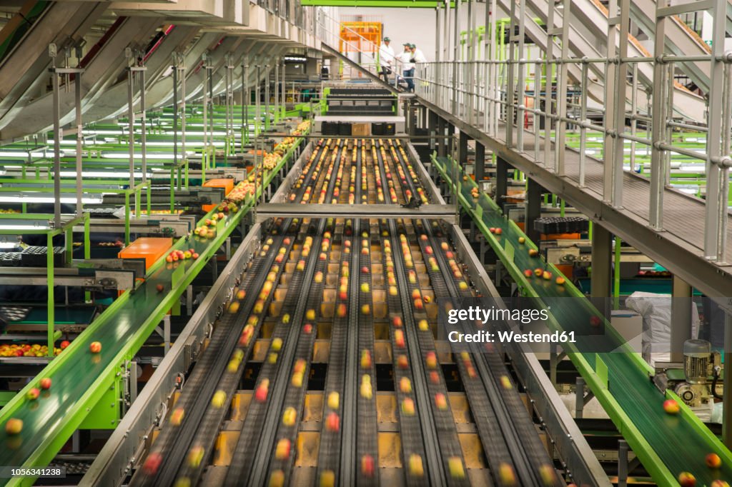 Apple factory, sorting machine