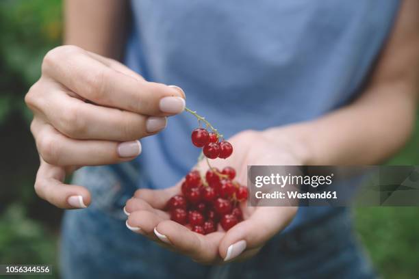 young woman harvesting red currants - rode bes stockfoto's en -beelden