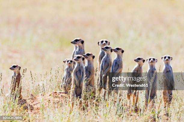 botswana, kgalagadi transfrontier park, kalahari, meerkats, suricata suricatta - meerkat stock pictures, royalty-free photos & images