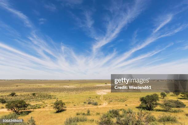 africa, botswana, kgalagadi transfrontier park, kalahari, polentswa pan and waterhole - kalahari desert 個照片及圖片檔