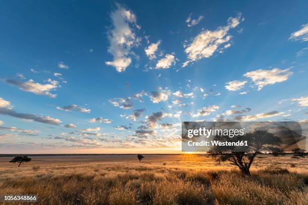 africa, botswana, kgalagadi transfrontier park, mabuasehube game reserve, mabuasehube pan at sunrise - sudafrica foto e immagini stock