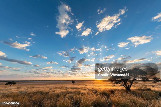 africa, botswana, kgalagadi transfrontier park, mabuasehube game reserve, mabuasehube pan at sunrise - kalahari desert stockfoto's en -beelden