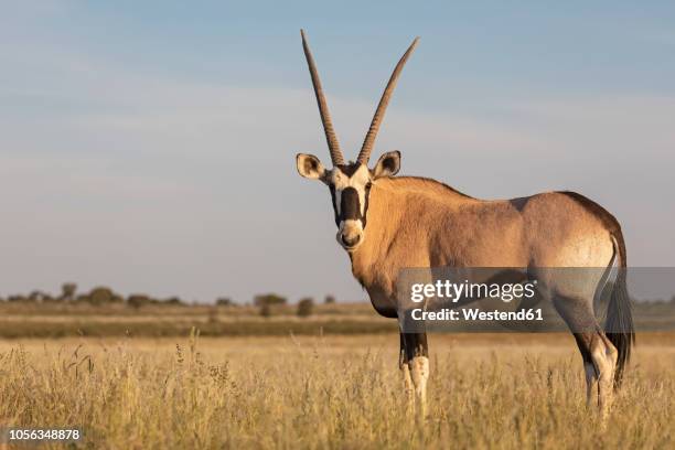 botswana, kgalagadi transfrontier national park, mabuasehube game reserve, gemsbok looking, oryx gazella - oryx stock pictures, royalty-free photos & images