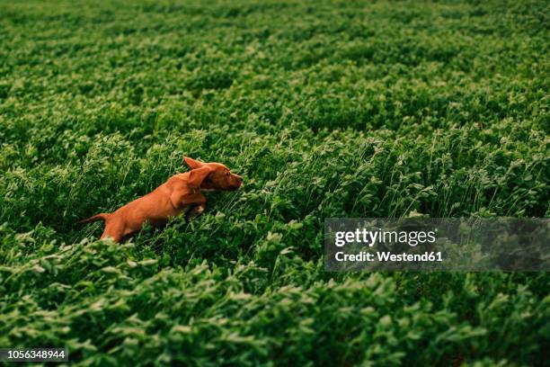 puppy jumping on meadow - dog jumping stockfoto's en -beelden