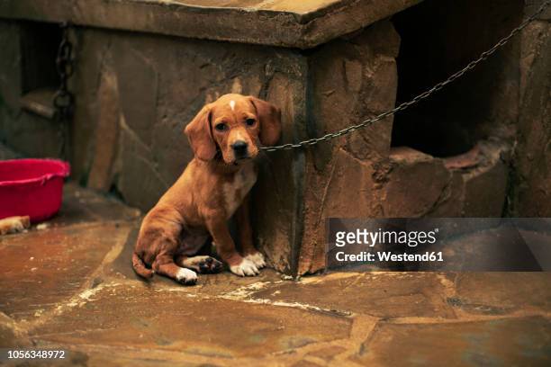 portrait of a sad puppy tied - abandoned stockfoto's en -beelden