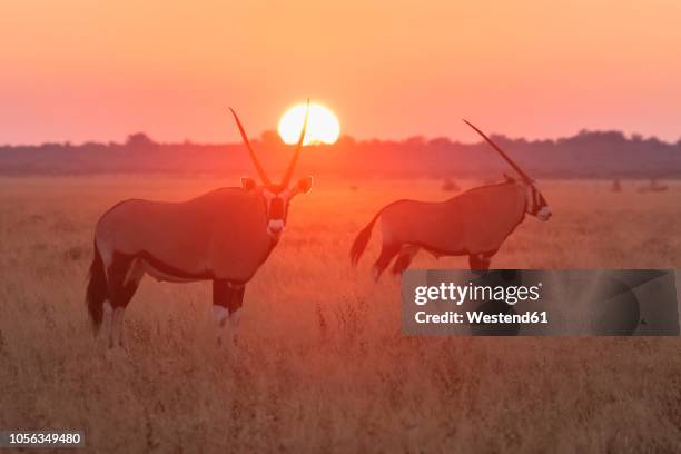 botswana, kalahari, central kalahari game reserve, greater kudus at sunrise, tragelaphus strepsiceros - kalahari desert stock pictures, royalty-free photos & images