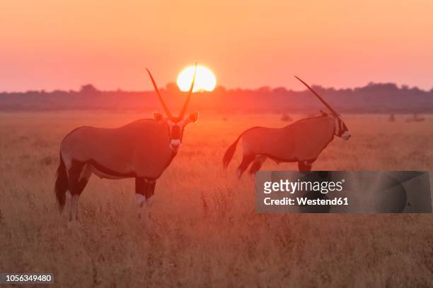 botswana, kalahari, central kalahari game reserve, greater kudus at sunrise, tragelaphus strepsiceros - kalahari desert 個照片及圖片檔