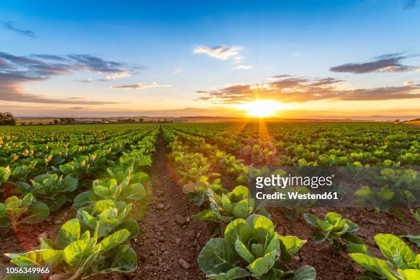 united kingdom, east lothian, field of brussels sprouts, brassica oleracea, against the evening sun - crucifers stock pictures, royalty-free photos & images