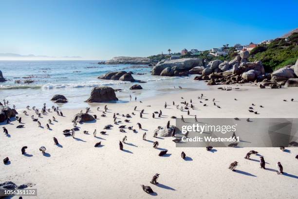 africa, simon's town, boulders beach, brillenpinguin, colony of black-footed penguins, spheniscus demersus - boulders beach stock pictures, royalty-free photos & images