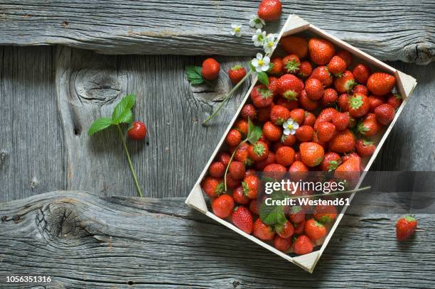 strawberries in wooden box - strawberry blossom stock pictures, royalty-free photos & images