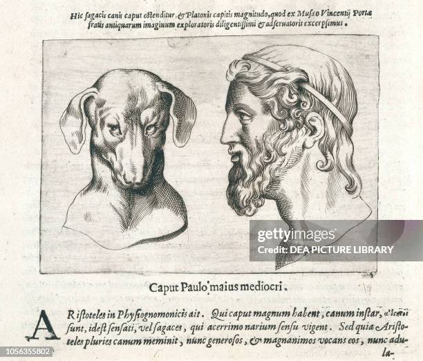 Comparison between the head of a dog and the head of Plato, engraving from De Humana Physiognomonia , Book II, by Giambattista della Porta, printed...
