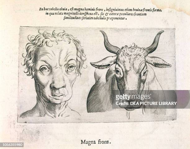 Comparison between the head of a man and the head of an ox, engraving from De Humana Physiognomonia , Book II, by Giambattista della Porta, printed...